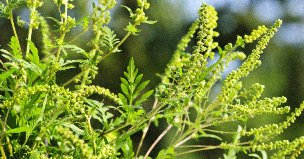 Foto einer Ambrosia Pflanze. Viele Menschen haben eine Ambrosia-Allergie.