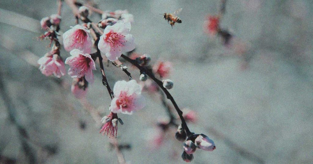 Foto eines blühenden Baumes und einer Biene im Anflug auf den Baumpollen. Dieser kann bei manchen Menschen eine Baumallergie auslösen.
