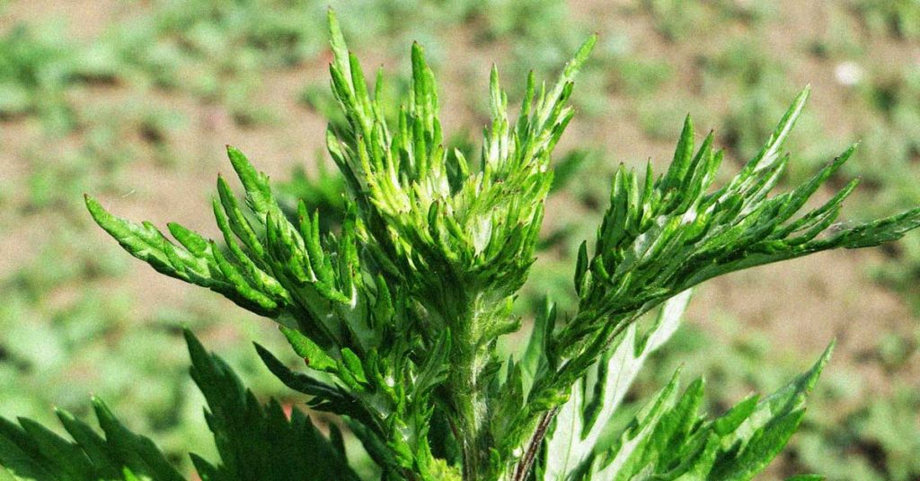 Foto einer Beifuß-Pflanze. Diese kann bei manchen Menschen eine Beifuß-Allergie auslösen.