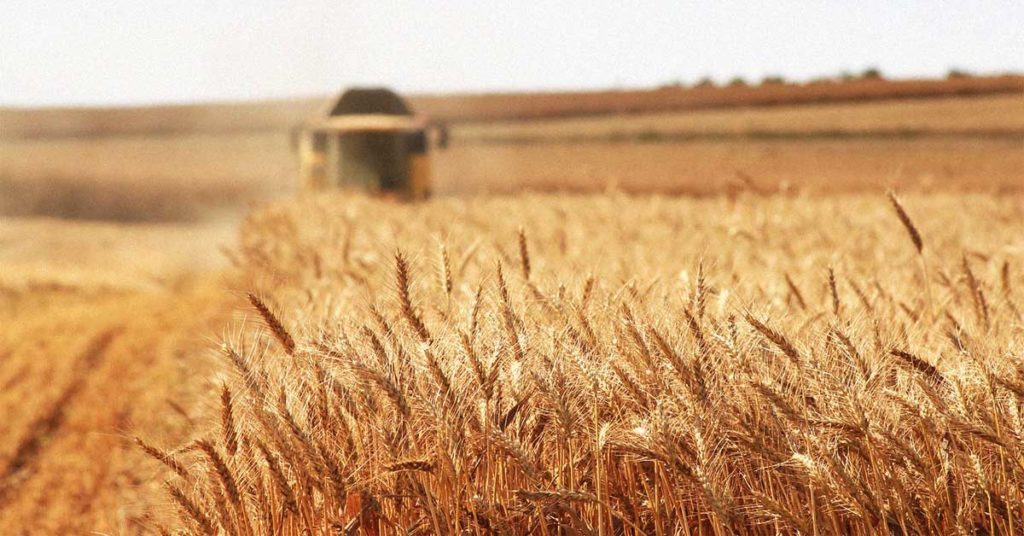 Foto eines Getreidefeldes. Ein Mähdrescher erntet das Getreide. Dieses kann bei manchen Menschen eine Getreideallergie auslösen.