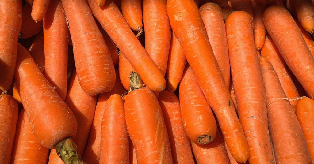 Nahaufnahme von orangenen Karotten. Diese sind oft Ursache für eine Karottenallergie.
