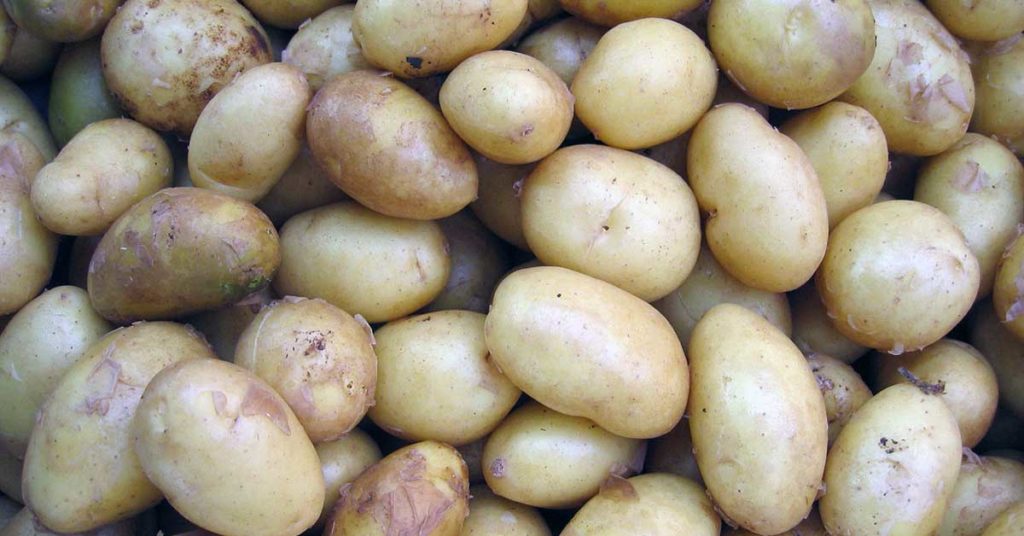 Ein Haufen Kartoffeln. Einige Menschen leiden an einer Kartoffel Unverträglichkeit. 