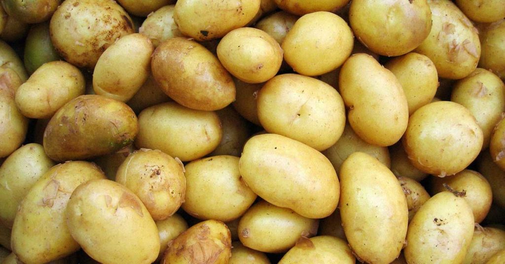Nahaufnahme von einigen Kartoffeln. Sie können bei einigen Menschen eine Kartoffelallergie auslösen.