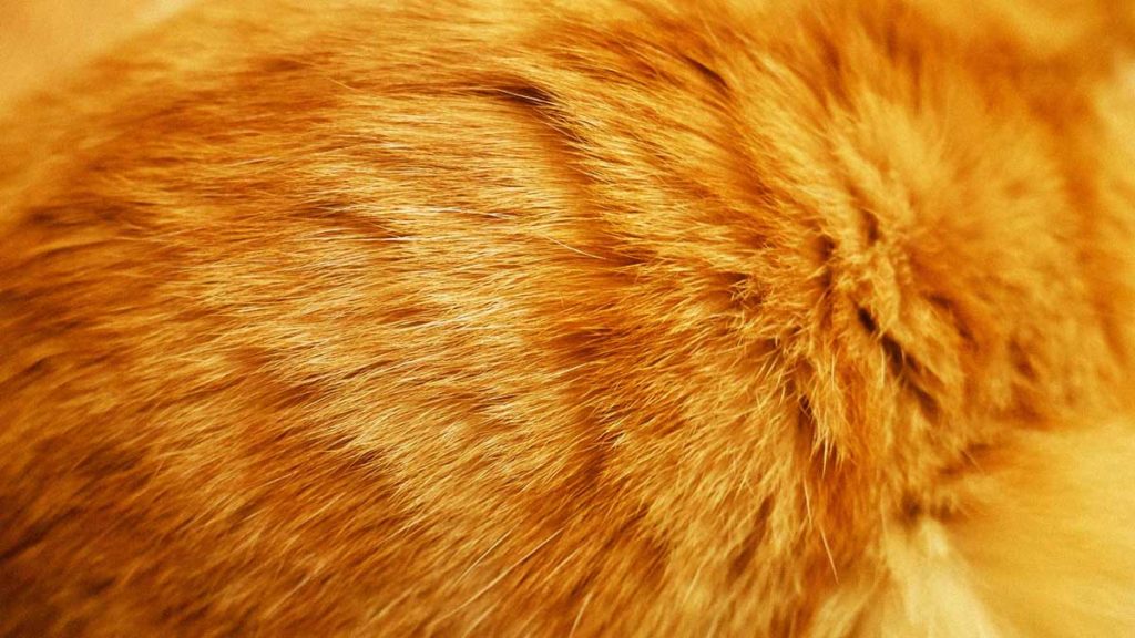 Nahaufnahme von rotem Katzenfell. Dieses kann bei vielen Menschen eine Katzenallergie auslösen.