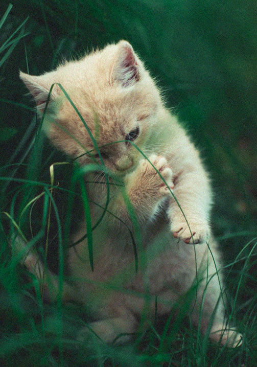 Eine kleine, unfassbar süße, Kung-Fu-Katze kämpft gegen einen Grashalm. 