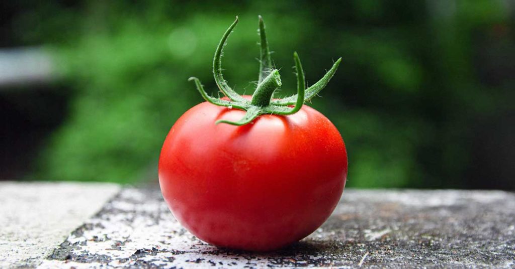 Nahaufnahme einer wunderschönen, knallroten Tomate. Leider haben jedoch viele Menschen eine Tomaten Unverträglichkeit.