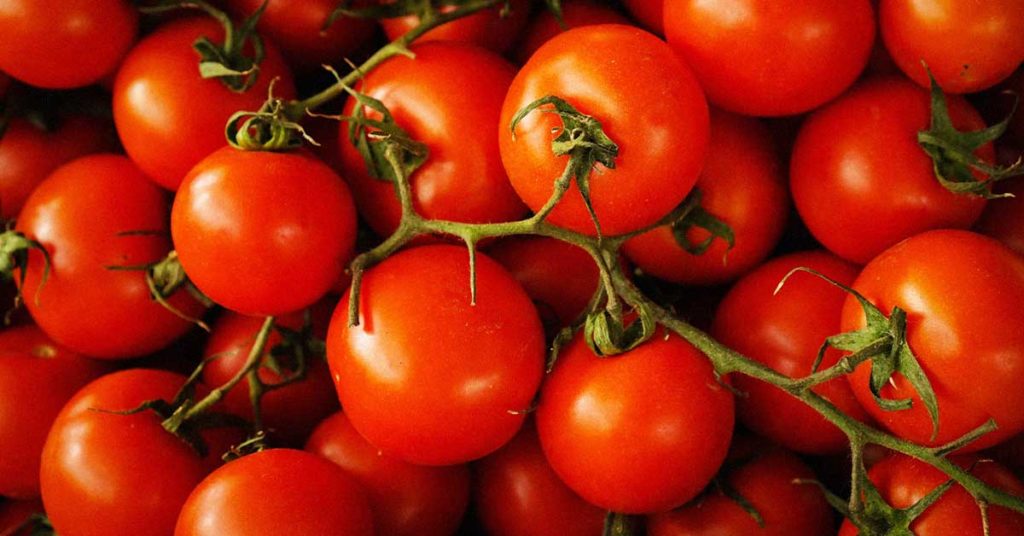 Nahaufnahme von roten Strauchtomaten. Diese sind oft Auslöser einer Tomatenallergie.