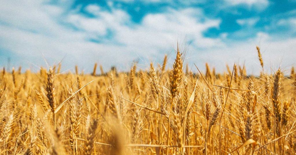 Auf diesem Foto sieht man ein Weizenfeld. Weizen kann bei vielen Menschen eine Weizenallergie auslösen.